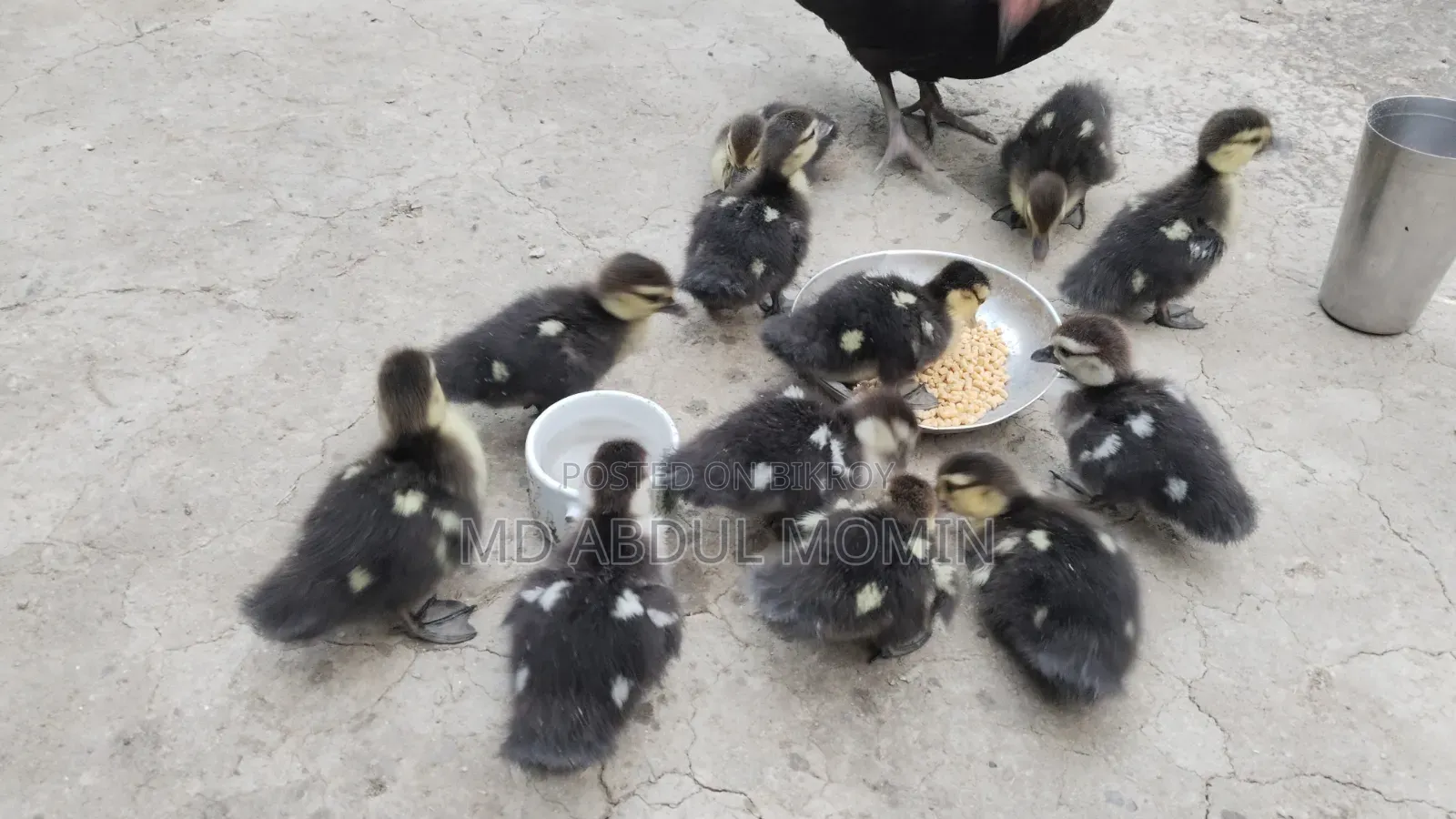 চীনা হাঁসের বাচ্চা