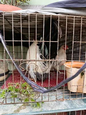 Black Tail Japanese Bantam Running Pair