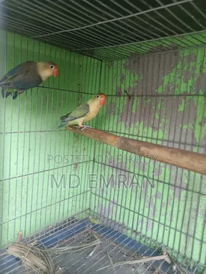 Parblue Love Bird