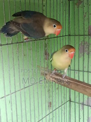 Parblue Love Bird