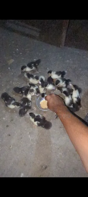 Chinese Ducklings 11 Days Old