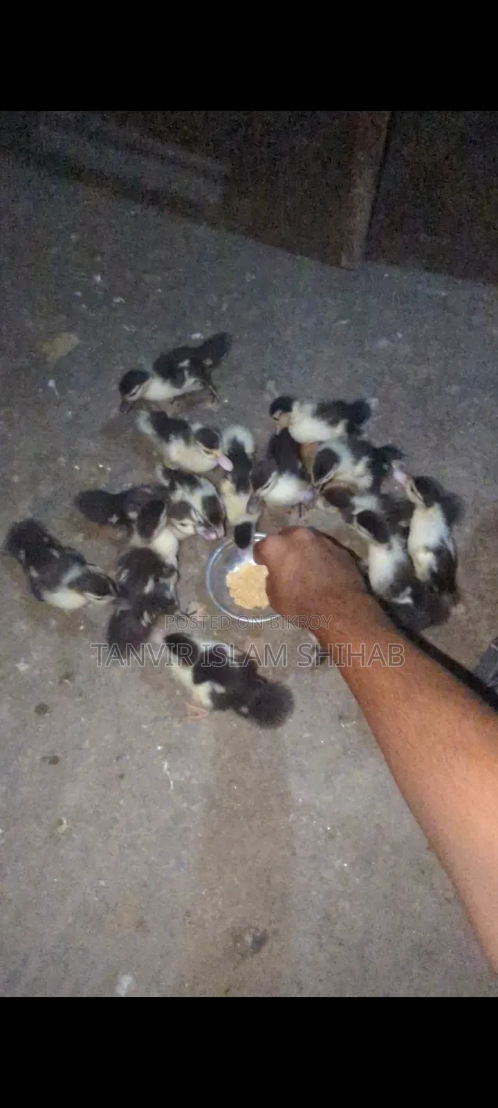 Chinese Ducklings 11 Days Old