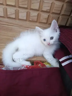1-3 Months Female Purebred Persian