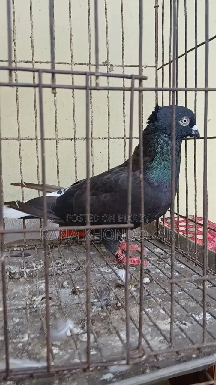 Musaldam Male Pigeon