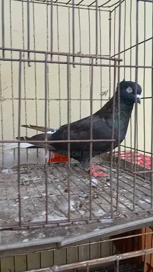 Musaldam Male Pigeon