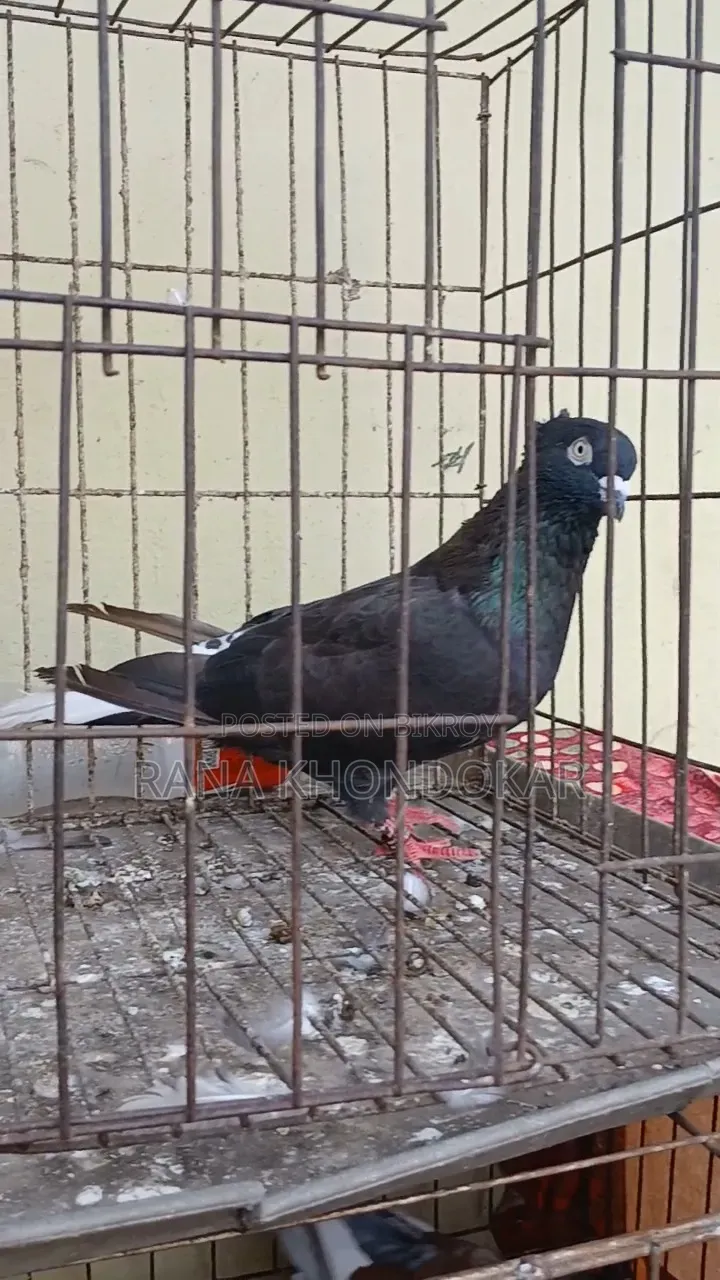 Musaldam Male Pigeon