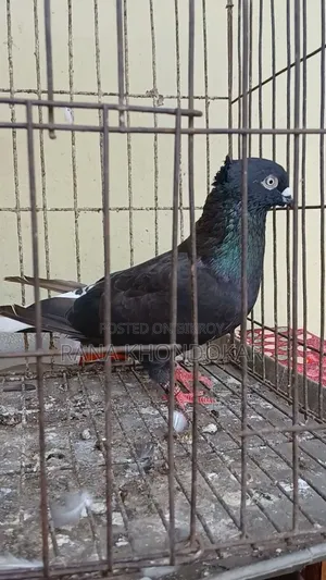 Musaldam Male Pigeon