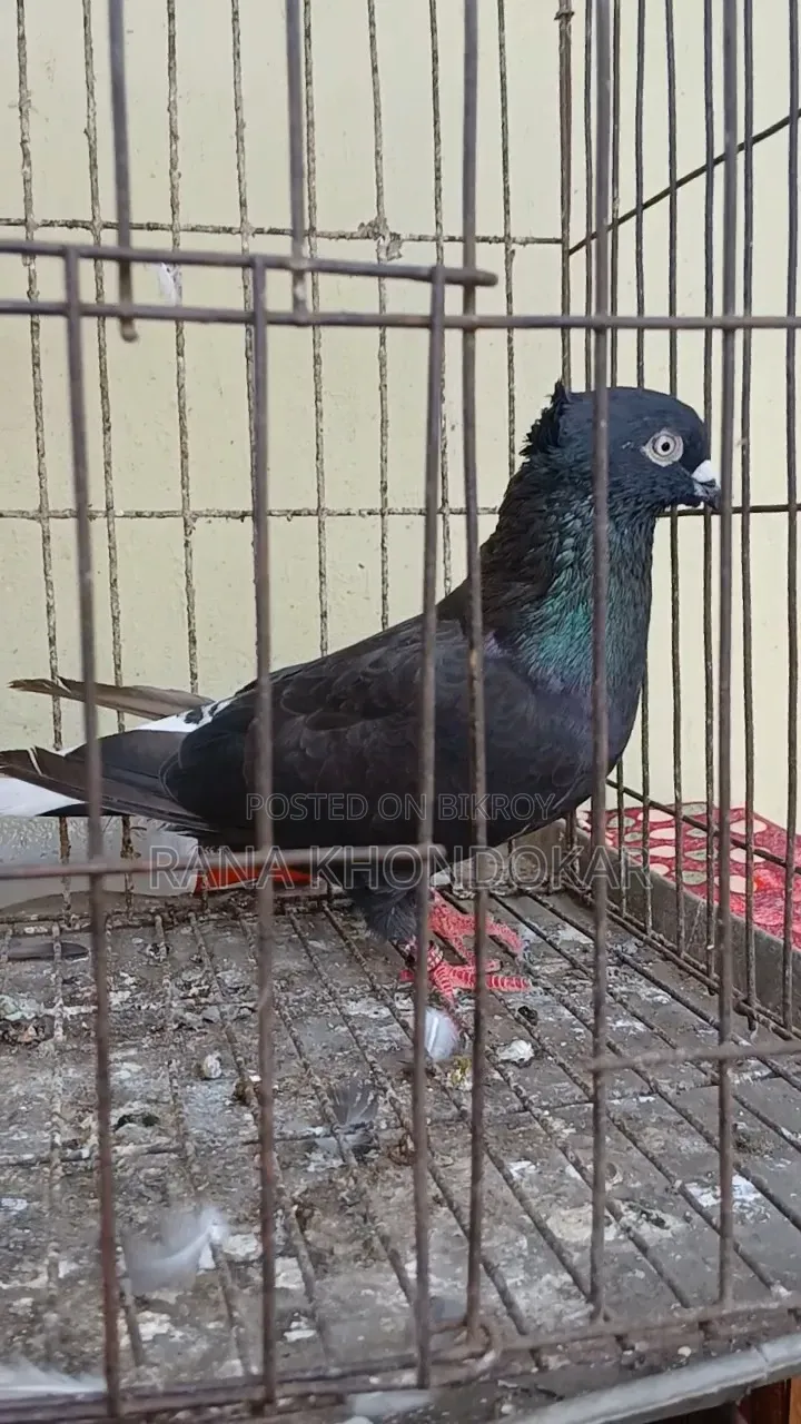 Musaldam Male Pigeon