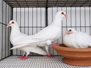Flying Dreams: The Unique World of Racing Homer Pigeons