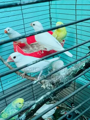 Breeding Pair Master Java