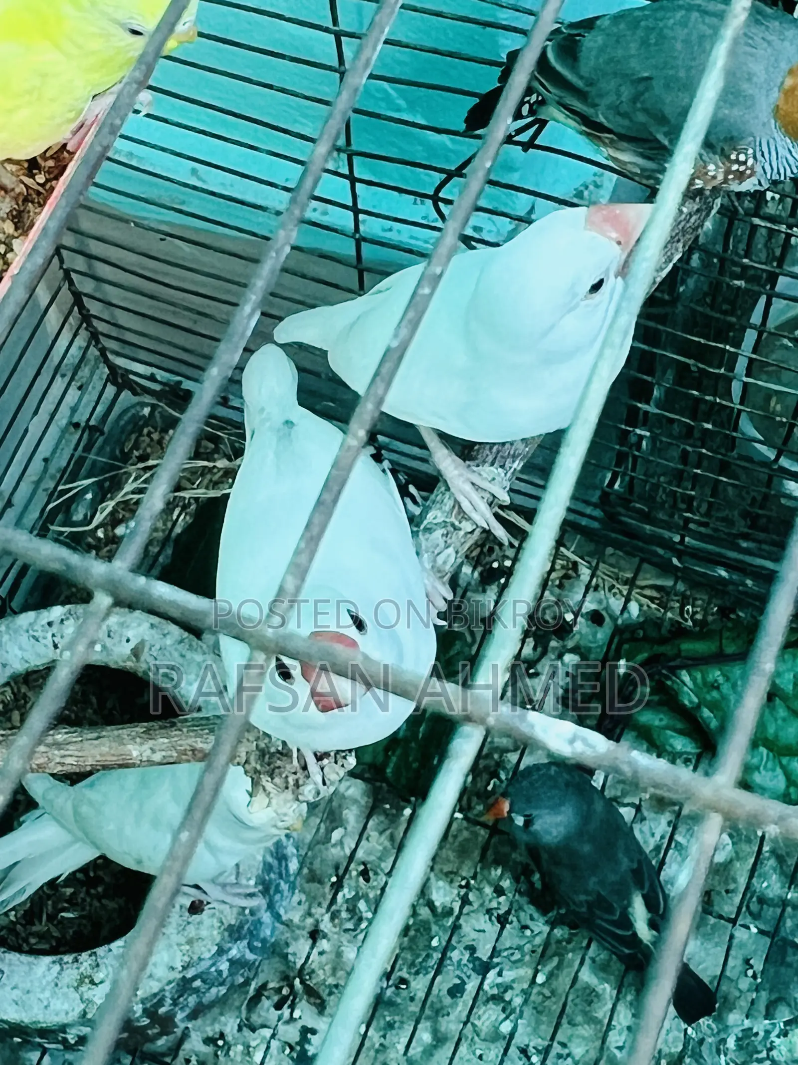 Breeding Pair Master Java