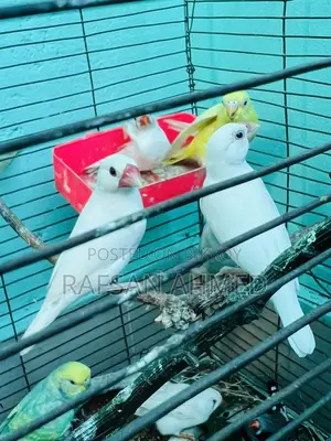 Breeding Pair Master Java