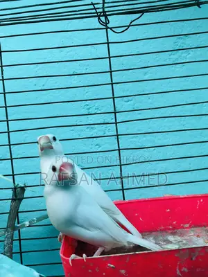 Breeding Pair Master Java