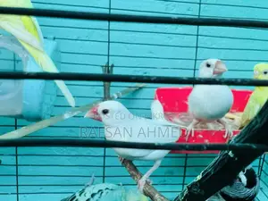Breeding Pair Master Java