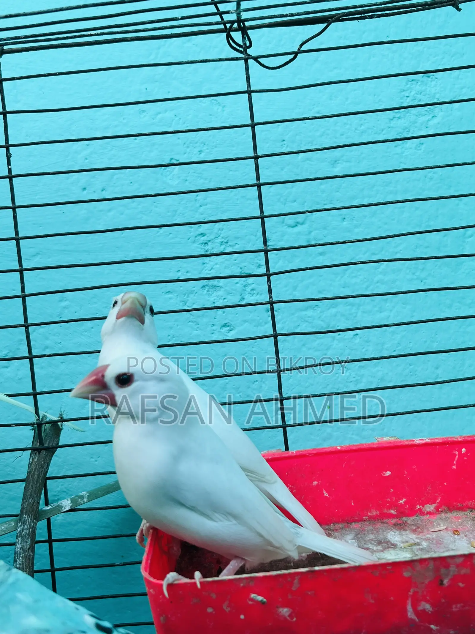 Breeding Pair Master Java