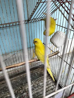 Lutino Red Eye