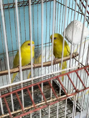 Lutino Red Eye