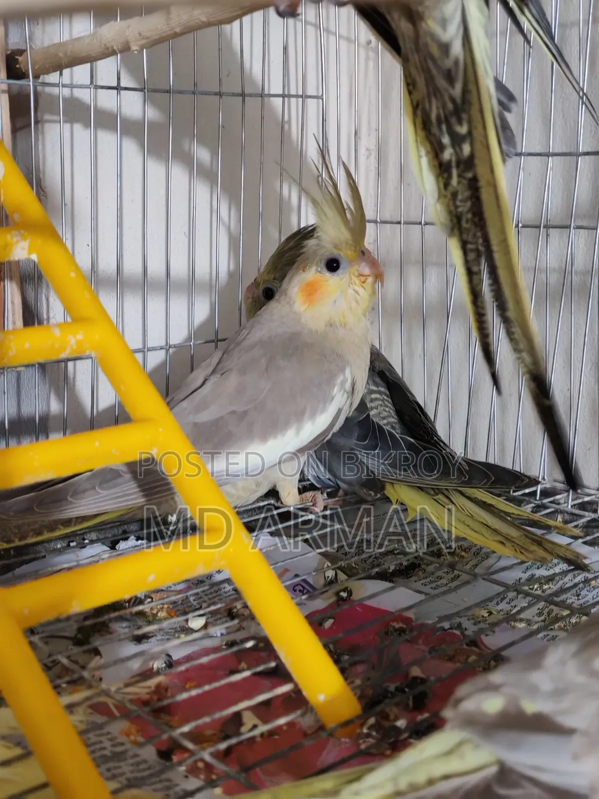 1 Lutino and 1 Grey Cockatiel