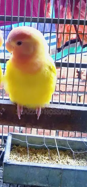 রেড হেড অপলাইন বেবি