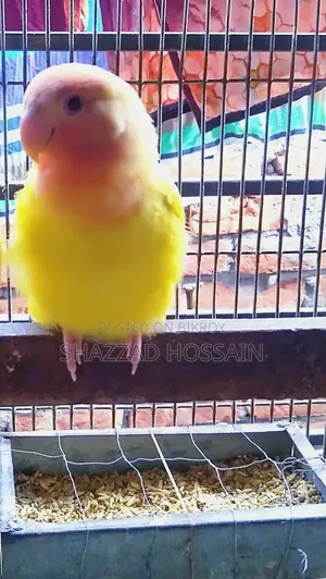 রেড হেড অপলাইন বেবি