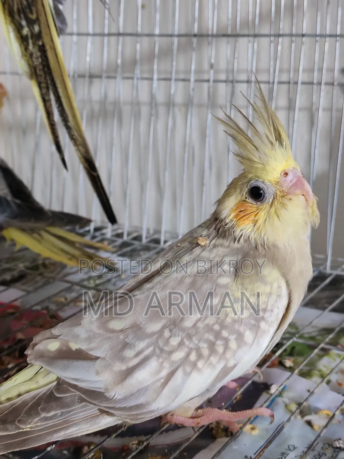 2 Cinnamon Pearl Cockatiel