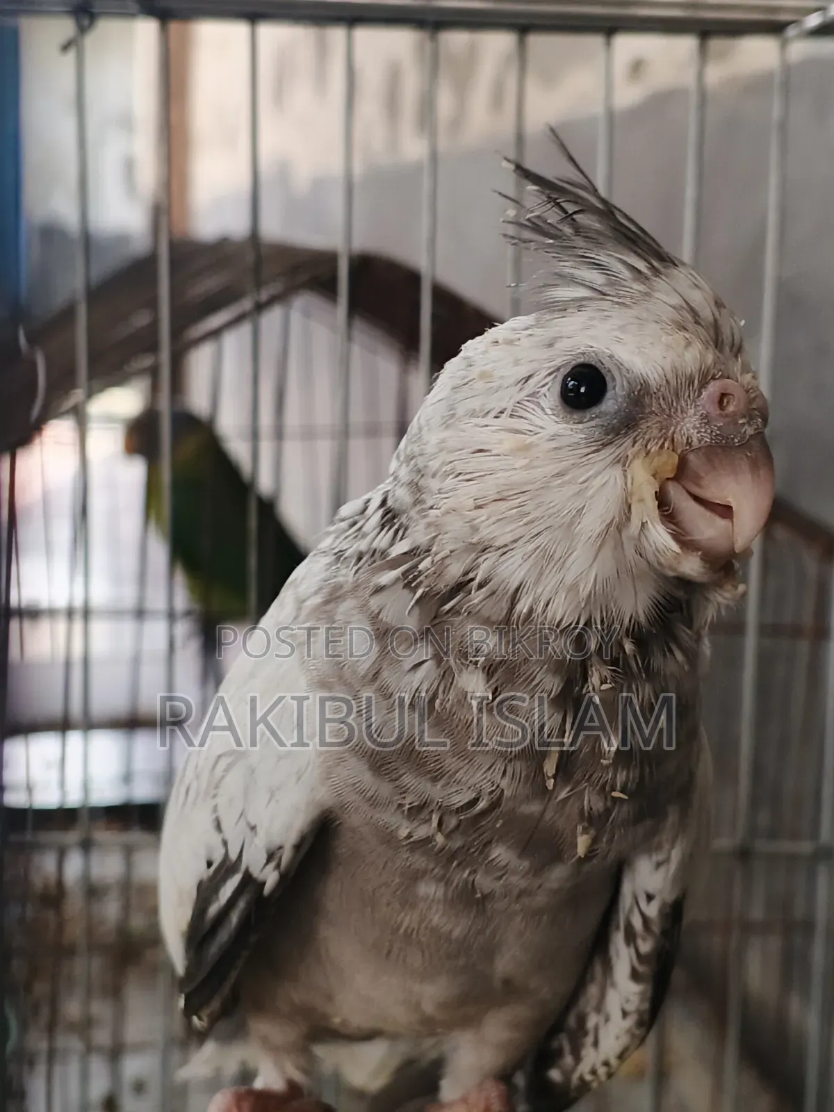 Parrot