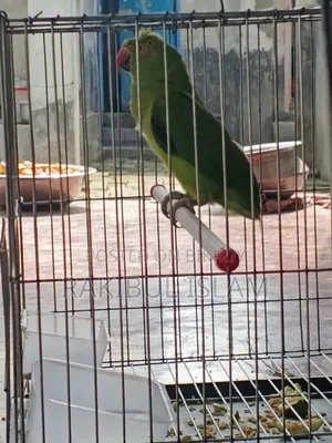 Parrot