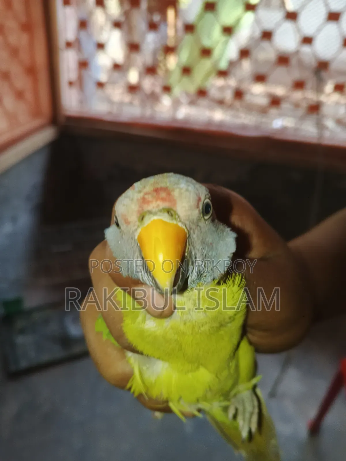 Parrot