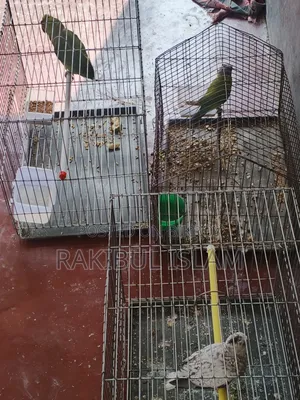 Parrot