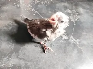 ককালেট বেবী