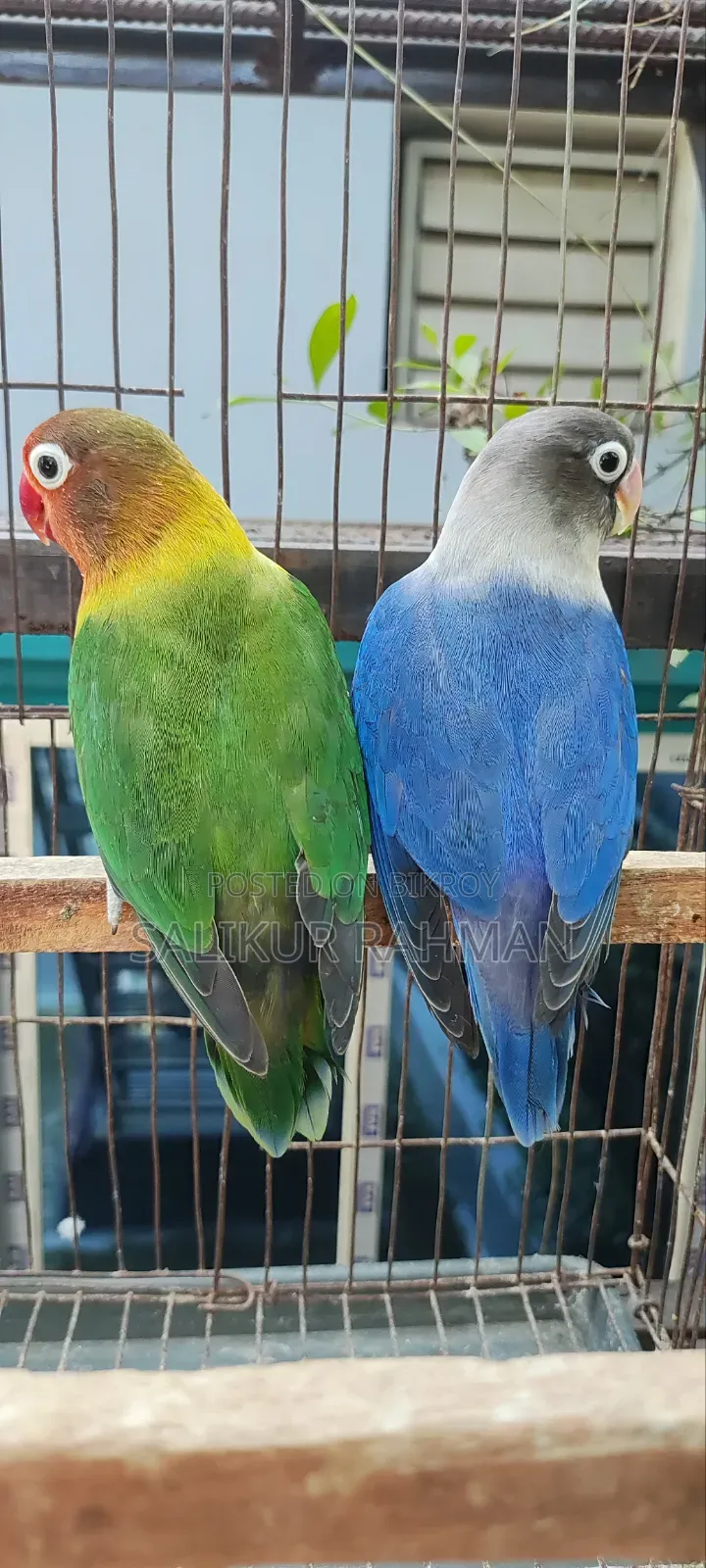 Running Love Bird