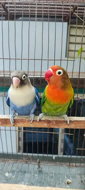 Running Love Bird