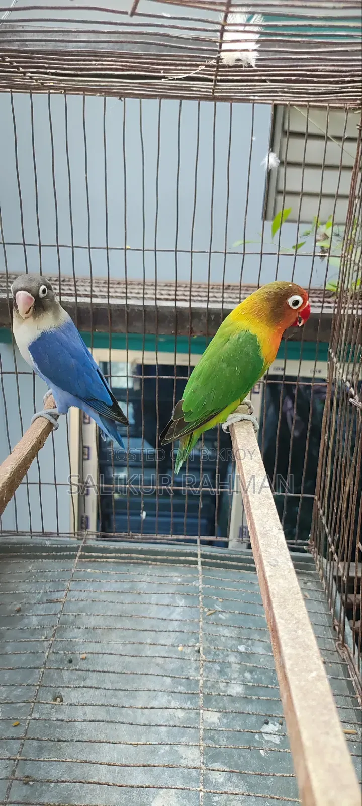 Running Love Bird