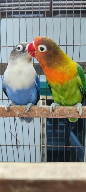Running Love Bird