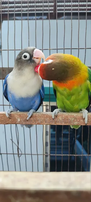 Running Love Bird