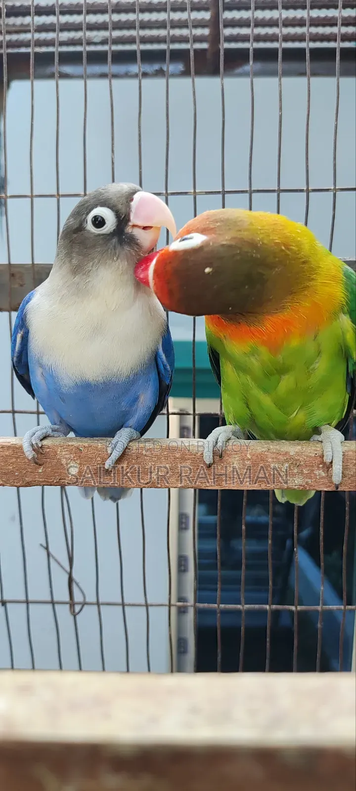 Running Love Bird