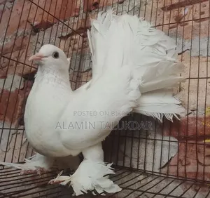 লক্ষ্যা কবুতর