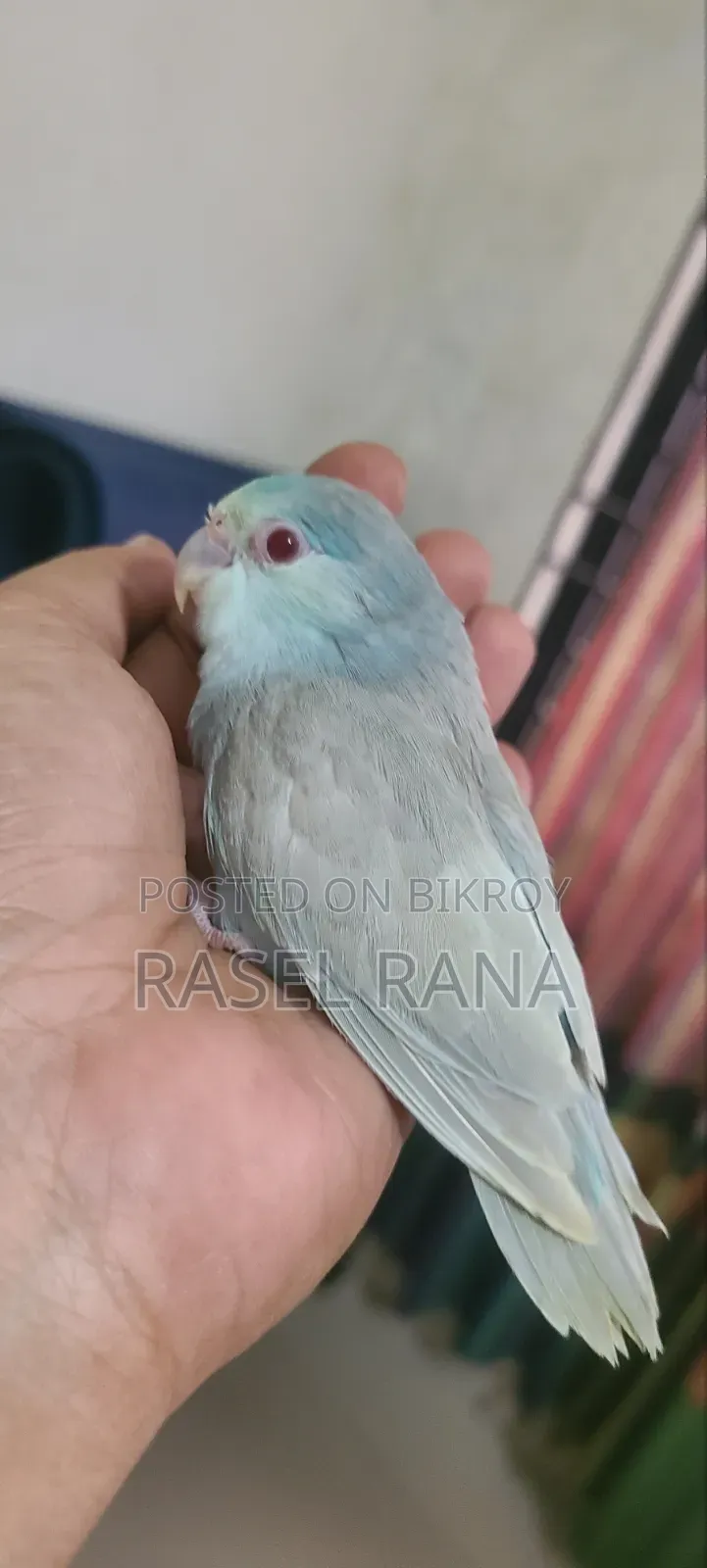 Turquoise Fallow Female