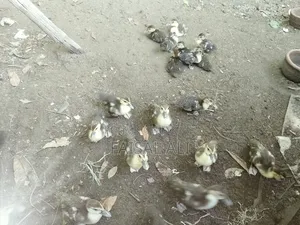 চায়না হাঁসের বাচ্চা