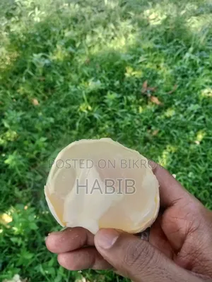 তালের বিচি বড় সাইযের