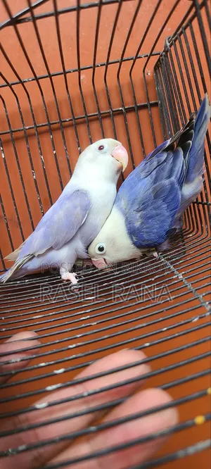 Lovebird Pair