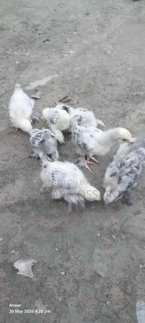 Chicken for sale