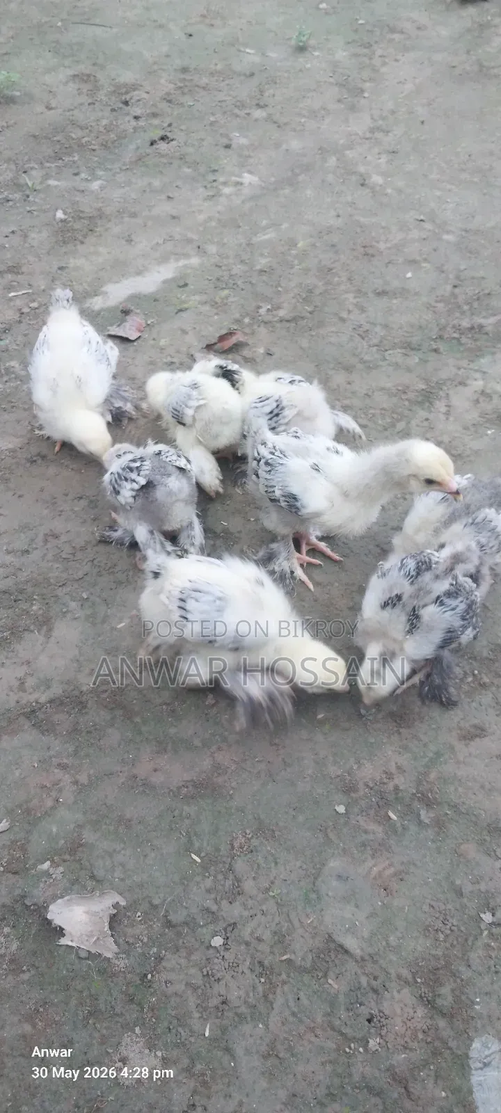 Chicken for sale