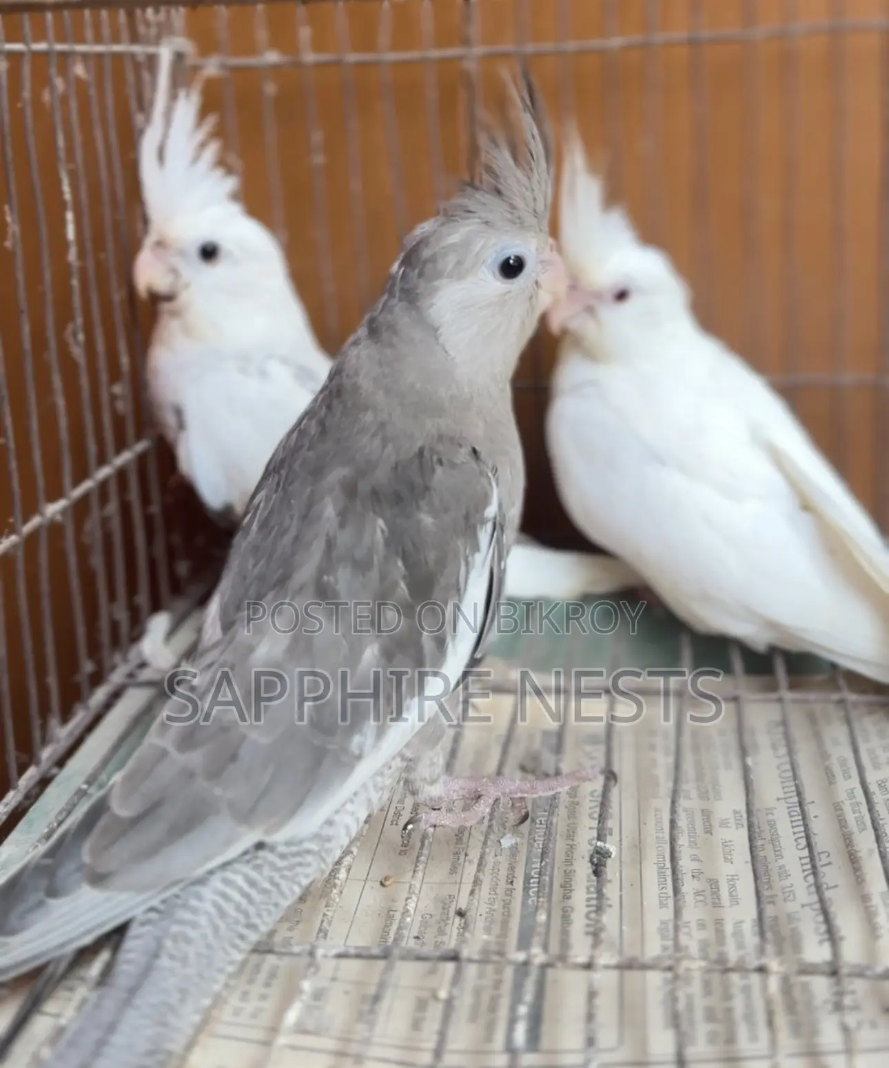 Cockatiel Baby for Sale