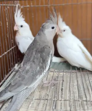 Cockatiel Baby for Sell