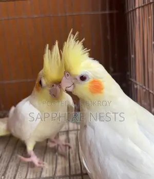 Cockatiel Baby for Sale