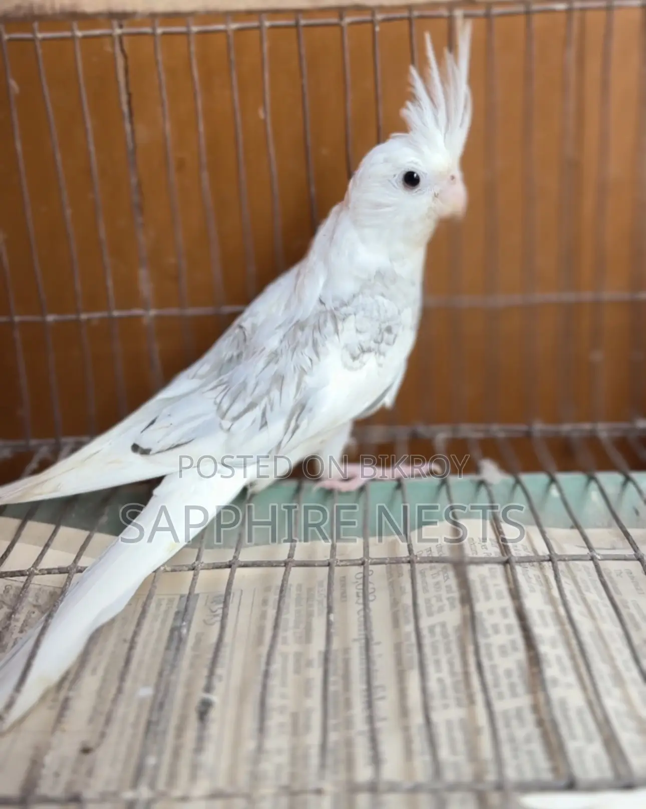 Cockatiel Baby for Sale