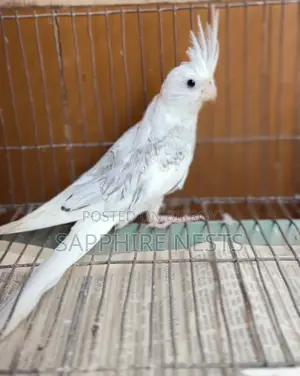 Cockatiel Baby for Sale