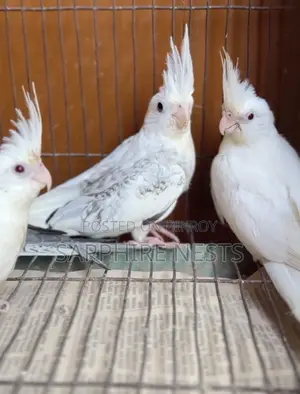 Cockatiel Baby for Sale