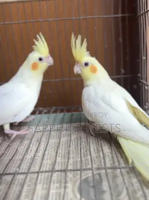 Cockatiel Baby for Sale